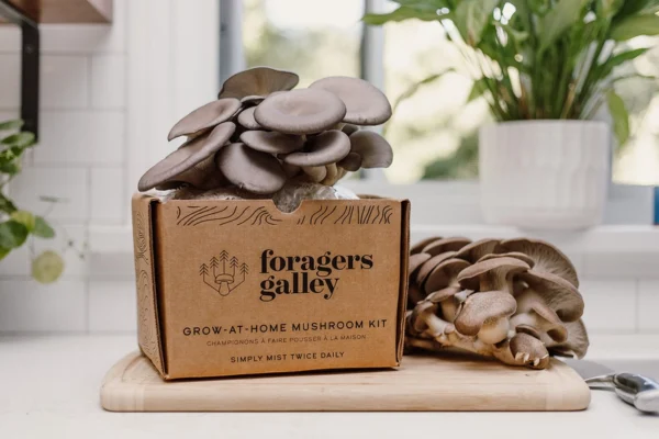 Blue Oyster Mushroom Growing Kit